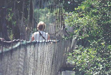 File:Kakum Canopy.jpg