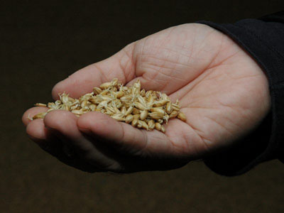 File:WhiskyMaking Kilned BarleyMalt.jpg