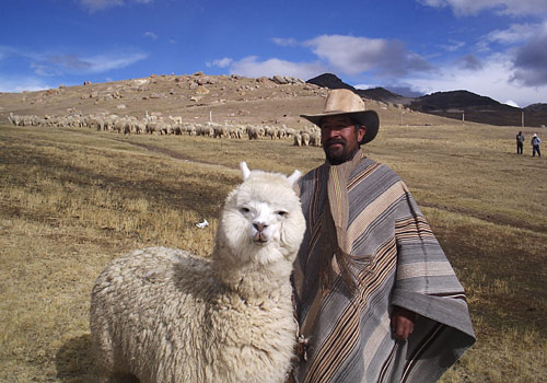 File:Bolivian Alpaca.jpg