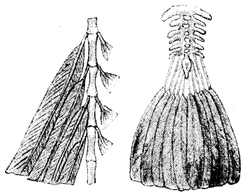 File:Archaeopteryx-modern bird tails.png