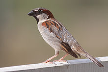 small bird with pale belly and breast and patterned wing and head stands on concrete