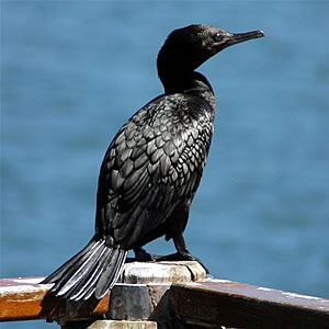 File:Littleblackcormorant.jpg