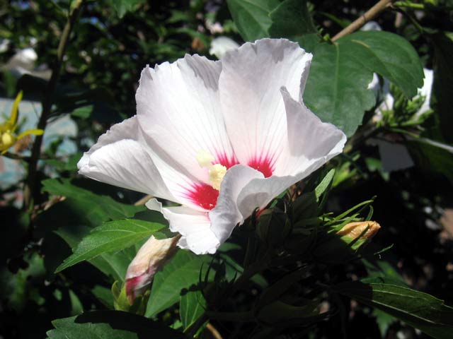 File:Beli-hibiskus.jpg