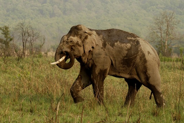 File:Asian Elephant at Corbett National Park4.jpg