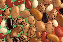 File:Phaseolus vulgaris seed.jpg