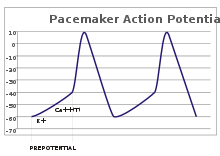 A plot of action potential (mV) vs time. The membrane potential is initially -60 mV, rise relatively slowly to the threshold potential of -40 mV and then quickly spikes at a potential of +10 mV, after which it rapidly returns to the starting -60 mV potential. The cycle is then repeated.