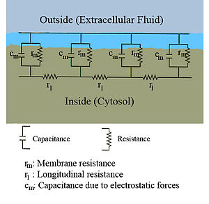 A diagram showing the resistance and capacitance across the cell membrane of an axon. The cell membrane is divided into adjacent regions, each having its own resistance and capacitance between the cytosol and extracellular fluid across the membrane. Each of these regions is in turn connected by an intracellular circuit with a resistance.