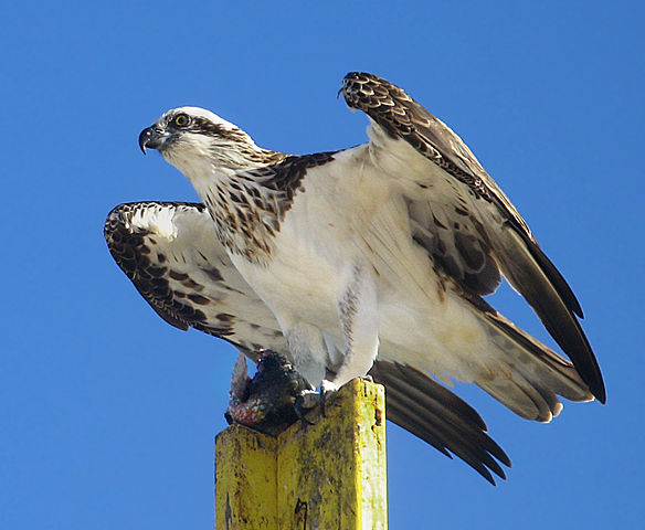 File:Wild Pandion.jpg