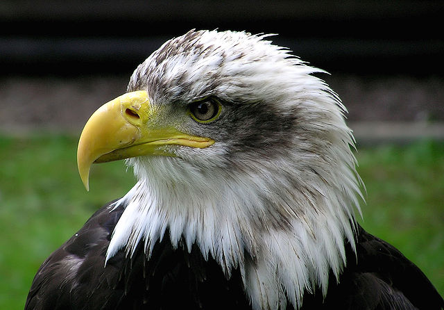 File:Bald.eagle.closeup.arp-sh.750pix.jpg