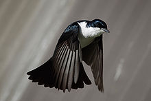 Black bird with white chest  in flight with wings facing down and tail fanned and down pointing