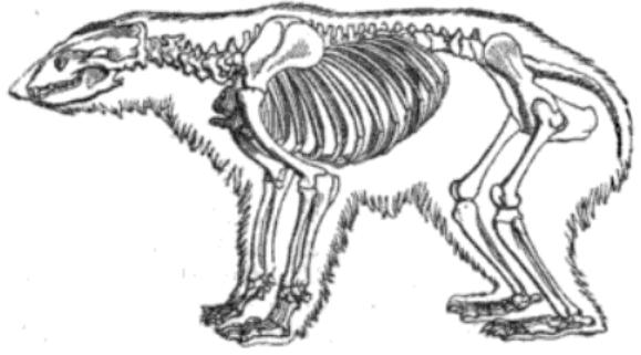 File:Polarskeleton.jpg