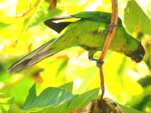 File:Uvea Parakeet.JPG