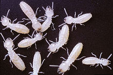 Agricultural Research Service scientists have developed a more affordable method to track the movement of termites using traceable proteins.