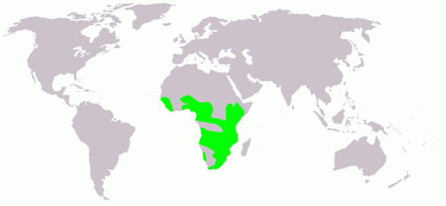 File:Actophilornis africana map.png
