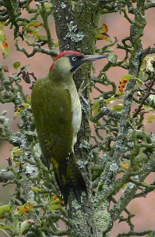 File:Grünspecht Picus viridis.jpg