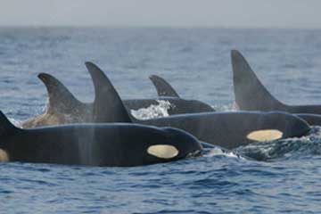 File:Orca pod southern residents.jpg