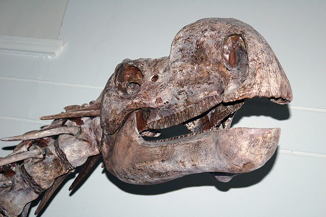 File:Muttaburrasaurus skull aus.jpg
