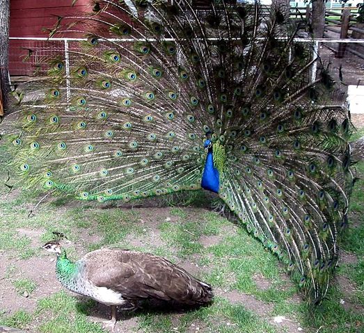 File:Peacock courting peahen.jpg