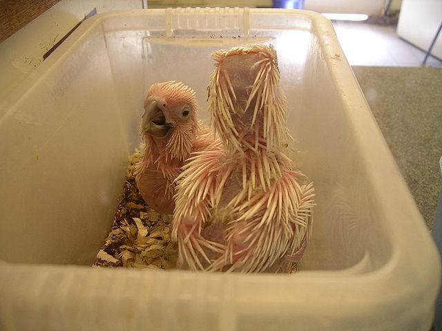 File:Umbrella cockatoo chicks 31l07.JPG