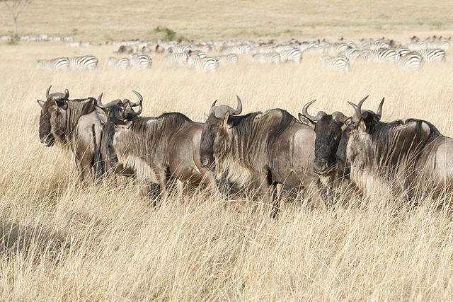 File:Wildebeests in the Masaai Mara.jpg