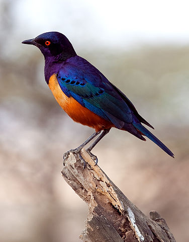 File:Lamprotornis hildebrandti -Tanzania-8-2c.jpg