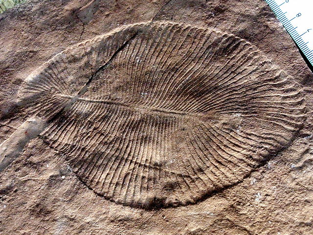 File:DickinsoniaCostata.jpg