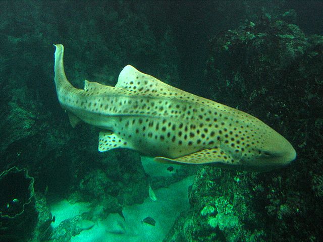 File:Océanopolis - les aquariums 010.JPG