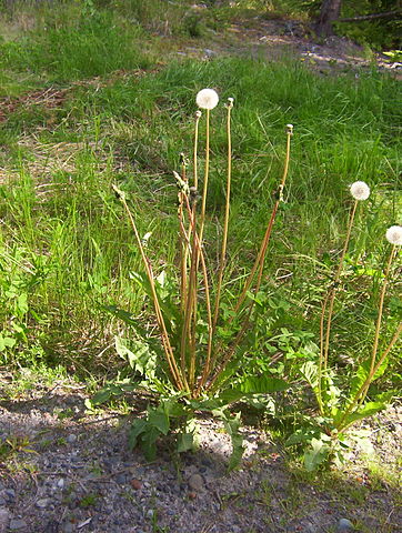 File:Eightyfivedandelion.JPG