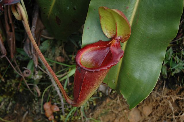 File:Kinabalu Mesilau N. rajah upper pitcher 3.jpg