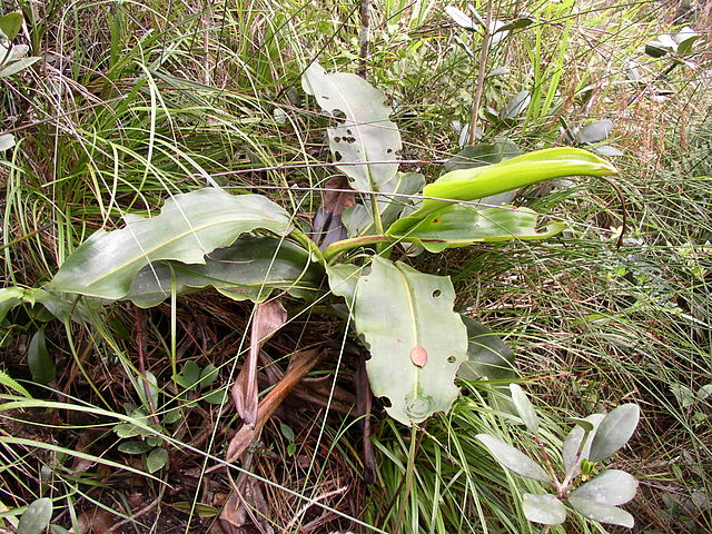 File:Nep rajah27.jpg