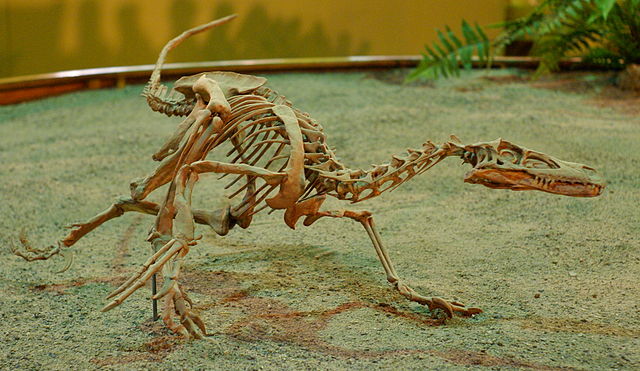 File:Velociraptor Wyoming Dinosaur Center.jpg