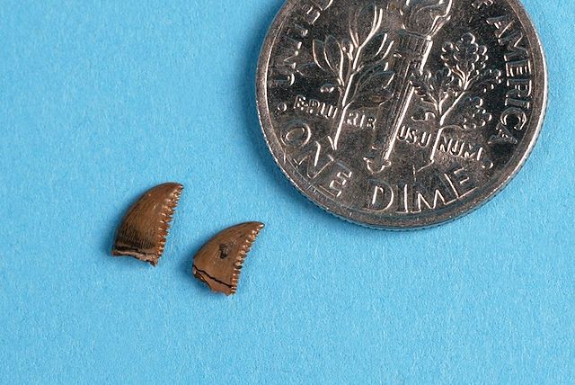 File:The Childrens Museum of Indianapolis - Troodon teeth.jpg