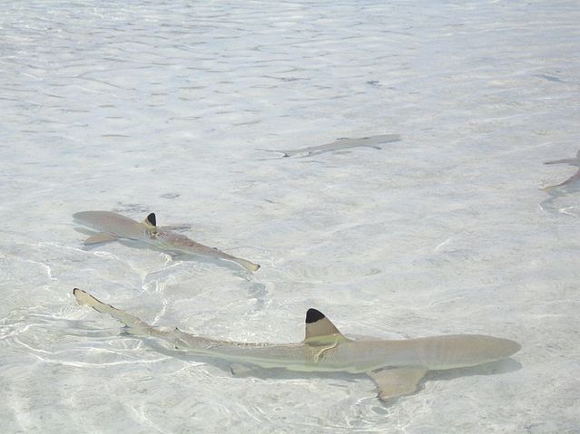 File:Carcharhinus melanopterus rangiroa.jpg
