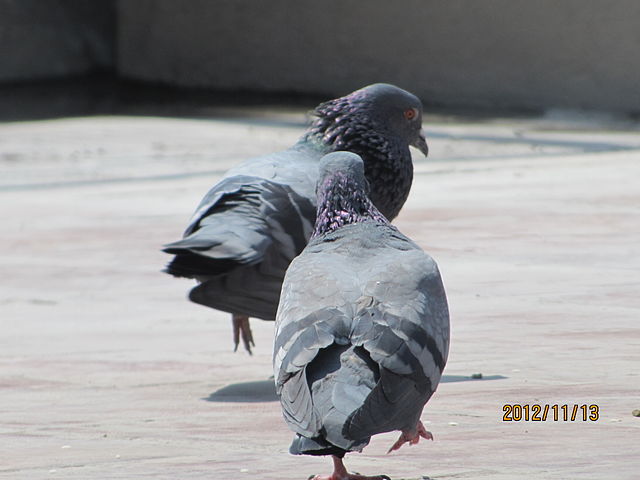 File:PASSING DIWALI WISHES TO EACH OTHER.JPG