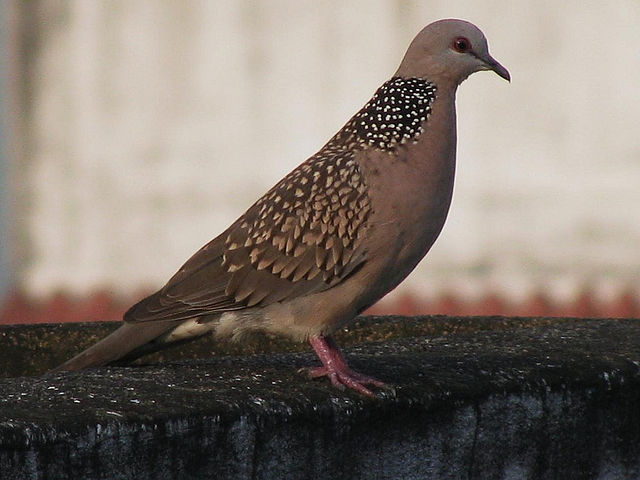 File:India Dove.jpg