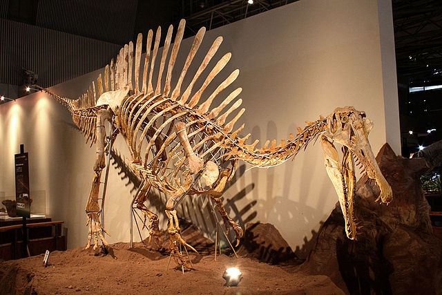 File:Subadult Spinosaurus.jpg