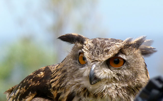 File:Bubo bubo - eagle owl - grand-duc - Uhu 02.jpg