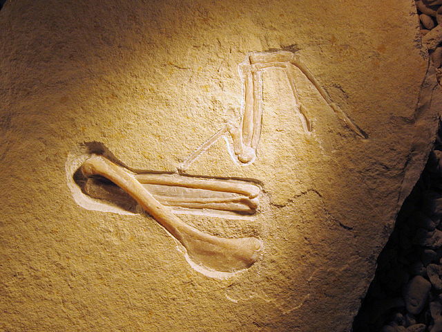 File:Archaeopteryx (Chicken Wing).jpg
