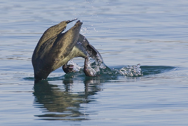 File:Cormorant diving for food in Morro Bay.jpg