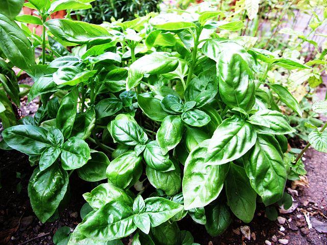 File:Basil-Basilico-Ocimum basilicum-albahaca.jpg