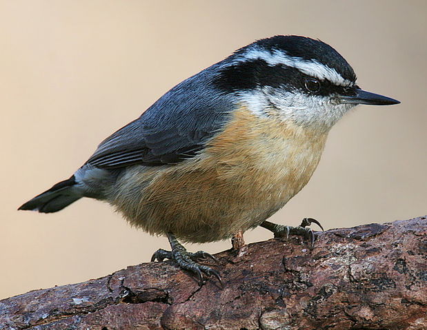 File:Red-breasted-Nuthatch-3c.jpg