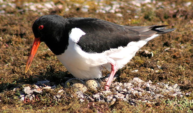 File:Haematopus ostralegus -Scotland -nesting-8.jpg