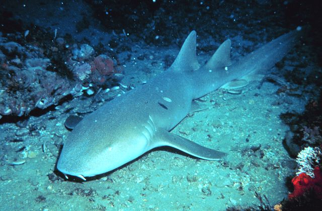 File:Nurse shark.jpg