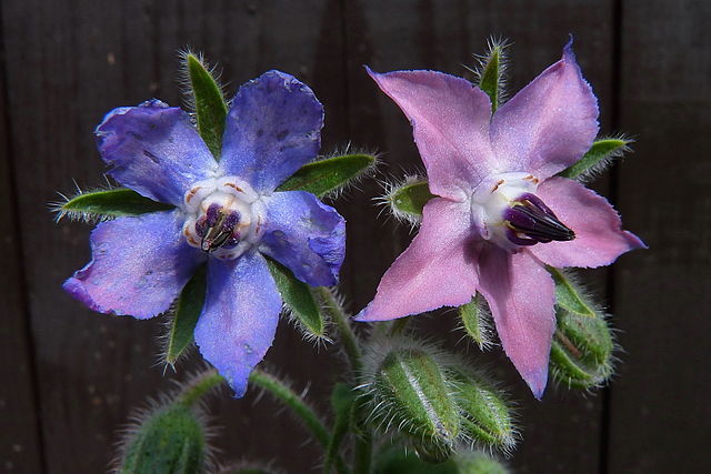 File:Borago officinalis, two blossoms.jpg