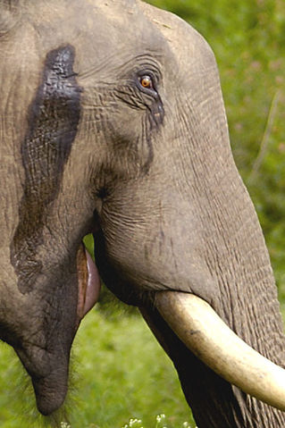 File:2005-tusker-musth-crop.jpg