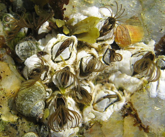 File:Semibalanus balanoides upernavik 2007-07-05.jpg