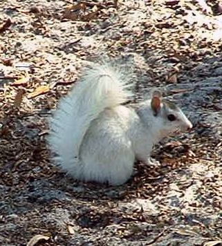File:WhtSquirrelLeonCoFL2003.jpg