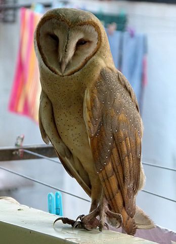 File:Barn Owl, Surat, India.jpg