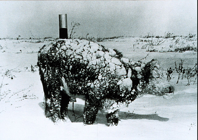 File:Young steer after blizzard - NOAA.jpg