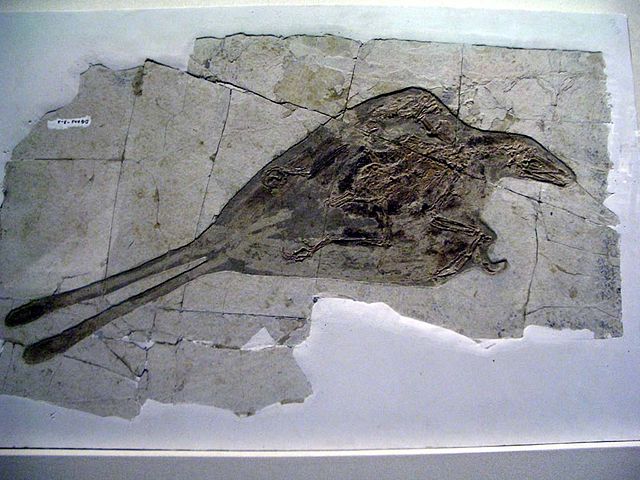 File:Confuchisornis sanctus.JPG